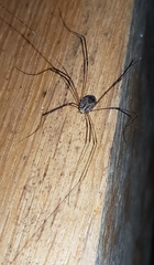 Leiobunum blackwalli