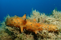 Apostichopus parvimensis