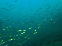 Trachurus symmetricus