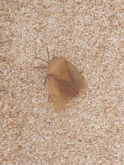 Tessaratoma papillosa
