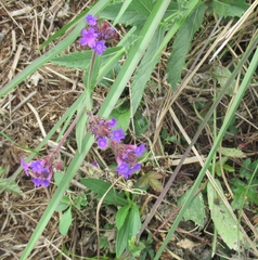Verbena rigida