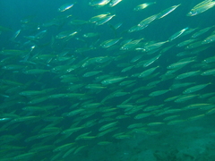 Trachurus symmetricus