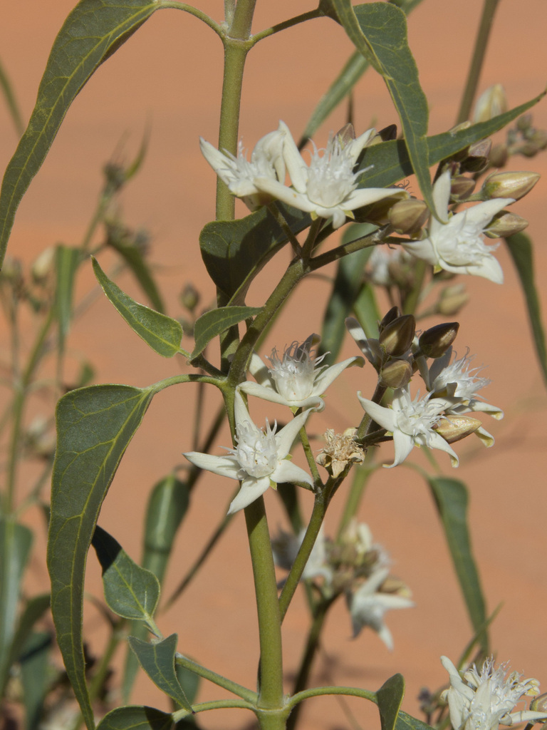 desert cynanchum