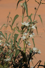 Cynanchum floribundum
