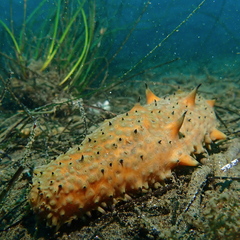 Apostichopus parvimensis