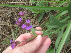 Verbena rigida