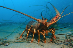 Panulirus interruptus