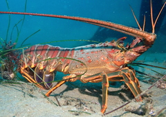 Panulirus interruptus