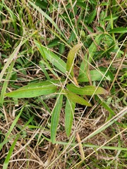 Asclepias viridis