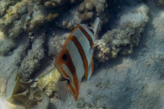 Chelmon rostratus