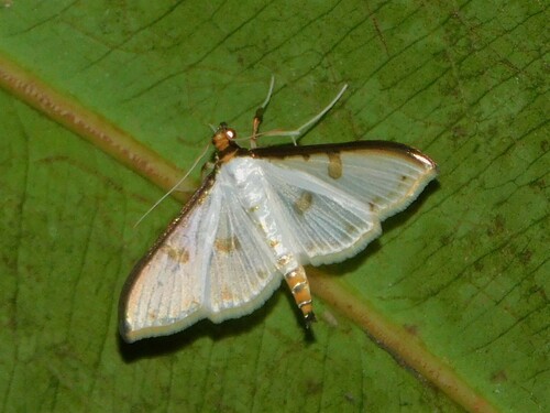 Palpita metallata