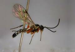 Cryptinae