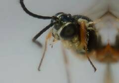 Cryptinae