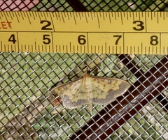 Sciorista assignatalis