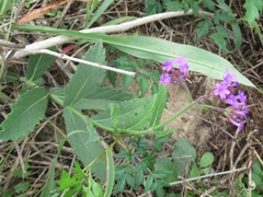 Verbena rigida