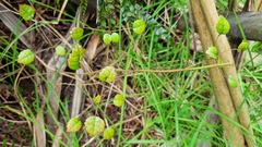 Rubus australis