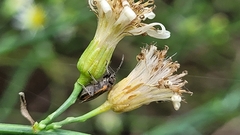 Ochrimnus lineoloides