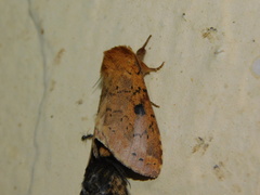 Alenophalera