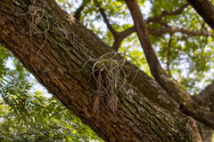 Tillandsia caput-medusae