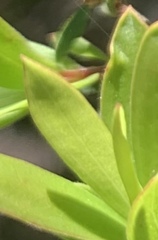 Leptospermum trinervium