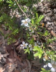 Leptospermum trinervium