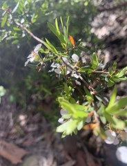 Leptospermum trinervium