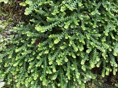 Selaginella nipponica