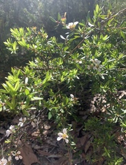 Leptospermum trinervium