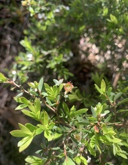 Leptospermum trinervium