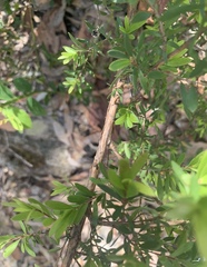 Leptospermum trinervium