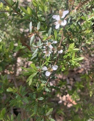 Leptospermum trinervium