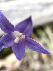Wahlenbergia stricta