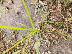 Cyperus rotundus