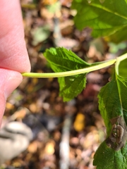 Verbena urticifolia
