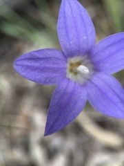 Wahlenbergia stricta