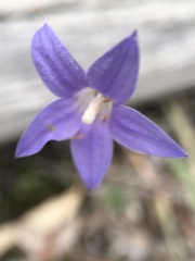 Wahlenbergia stricta