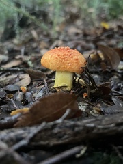 Amanita gayana