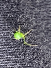 Araneus circulissparsus