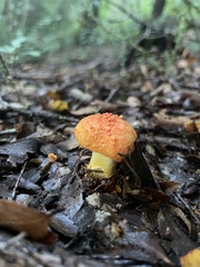 Amanita gayana