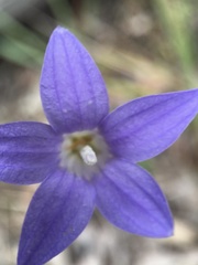 Wahlenbergia stricta