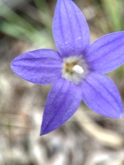 Wahlenbergia stricta
