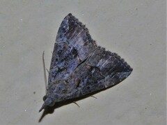 Hypena laceratalis
