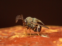 Schizaspidia