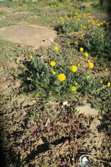 Foveolina burchellii