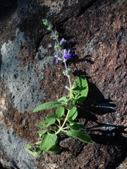 Salvia amarissima
