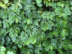Elatostema parvum