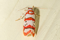 Cyana inthanonica