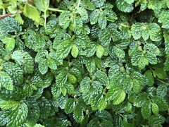Elatostema parvum