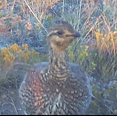 Tympanuchus phasianellus