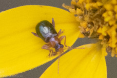 Luperaltica semiflava